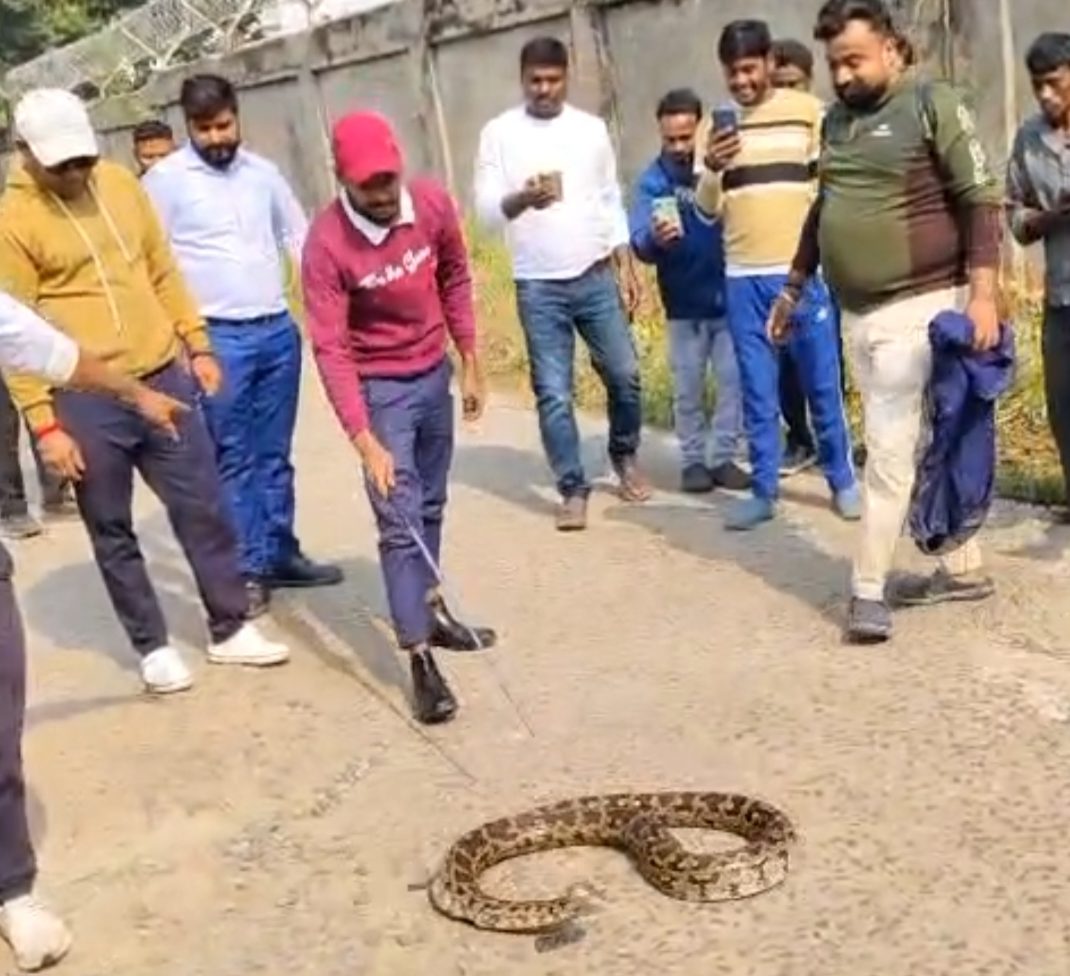 चित्तरंजन में फिर दिखा दानवाकार अजगर, आर.के. गेट पर पेड़ से बरामद—वन विभाग ने चलाया सफल बचाव अभियान